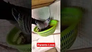 Australian Crested Doves | Crested pigeon