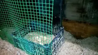ХОЧЕШЬ ПОСАДИТЬ КУРИЦУ НА ЯЙЦО, ПОСМОТРИ ЭТО ВИДЕО.