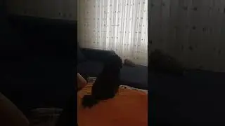Самая наглая собачка в мире.