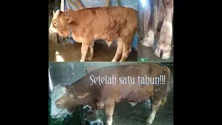 sapi simental umur satu tahun//sapi simental