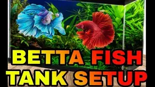 How to Prepare Tank for a New Betta Fish : CARE-FEEDING-TANK SETUP FOR BETTA FISH