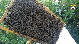 ✔ ВУЛИК У КУЩАХ - ч3. Перевіряємо як облетілась матка 🐝 Бджільництво для початківців