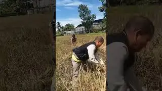 Man-manong Pag-ani ng Palay