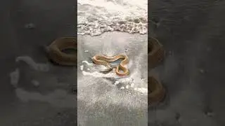Змейка кайфует на море 😎