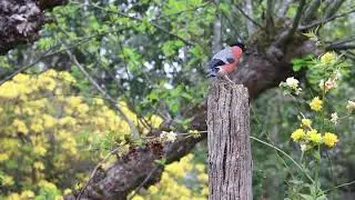 Burung Albino yang jarang kita temui, burung tangguh dan indah