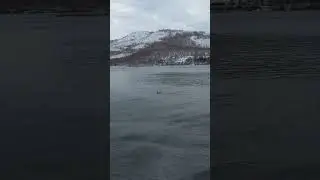 Утки лебеди в дикой природе на озере