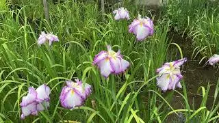 山田池公園（枚方市）の菖蒲園に行ってみた。