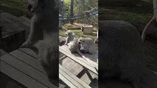 Monkey grooming each other at the columbus zoo 