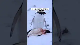 Penguins bury their dead partners
