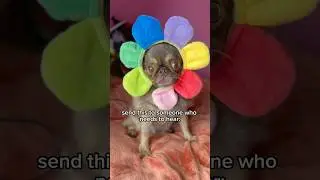 Send this to someone who needs to hear: #cute #funny #funnydogs #youtubechamps