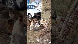 курочки принимают солнечные ванны // весна в деревне