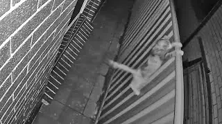 When the Cat goes Splat | Cat Fail trying to jump over a fence