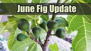 June Fig Update