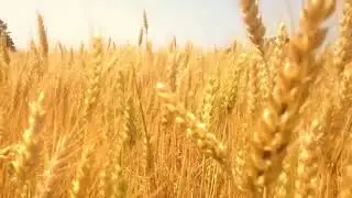 Семена успеха.Татьяна Дворянова