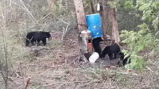 2023 Spring Black Bear Stand Check & First Bait