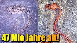 SPEKTAKULÄRE Urzeit-Schlange in Deutschland gefunden!