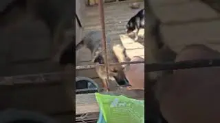 Весёлые собачки  #собака #dog #dogs