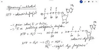Významný nukleotid – ATP