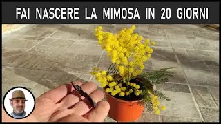 SOWING MIMOSA, from seeds to plants in no time