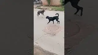 Nubinho e seu AUmiguinho.
