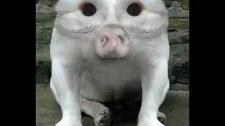 Top 10 animali più strani del mondo