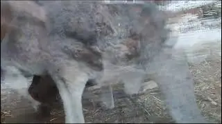 Малыш 🦘 Кенгуру вылез из кармана первый раз 😃😃Парк Миниатюр 🌲
