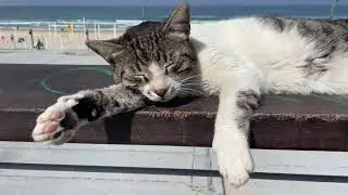 Sleeping cat