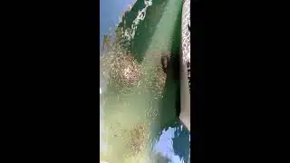 Турецкие рыбки поедалкины