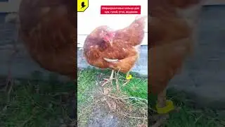 Маркировочные кольца для кур, гусей, уток, индоуток, индюков. 