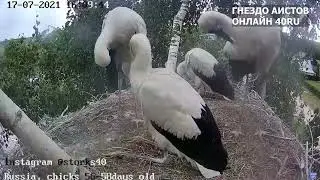 Чужие тут не летают. Птенцы аиста програли чужака.