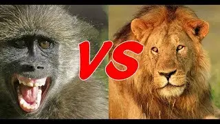 狒狒VS獅子！這隻獅子也太慫了吧！被狒狒追著打！結局更讓人笑得肚子疼！