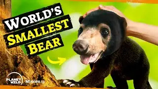 Meet the world’s smallest bear