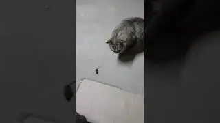 Кот играет с настоящей мышью