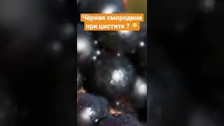 Что творит чёрная смородина