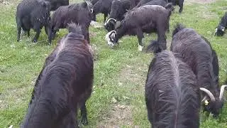 uzunca bi aradan sonra "karakeçi severlere‎@Delicoban_
