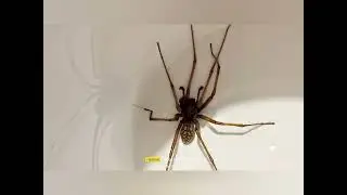 Нашёл интересного паука 🕷️.