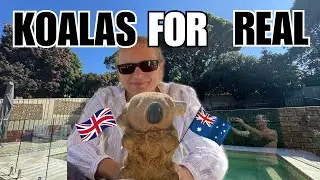 Koalas Up Close: Discovering Australia's Cuddliest Creatures🐨#australialife #EmigrateToAustralia