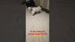 #джекрасселтерьер