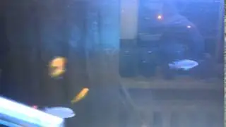 Мбуна 20160311 185555