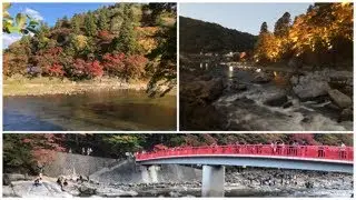 Momiji: A beleza do Outono Japonês