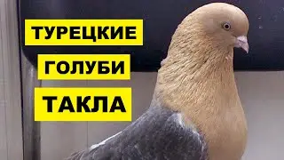Турецкие голуби Такла особенности и описание породы | Разведение турецких голубей породы Такла