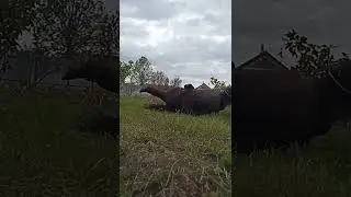 Нападение среди белого дня 😅
