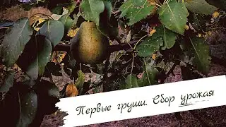 Первые груши. Сбор урожая.