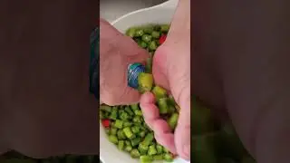 En hızlı, en acı, domatesli kıl biber turşusu.(chili pepper pickle with tomato)