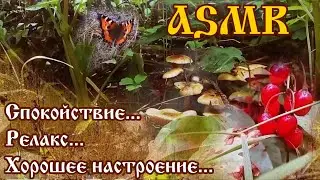 Multilayer ASMR/Многослойный АСМР