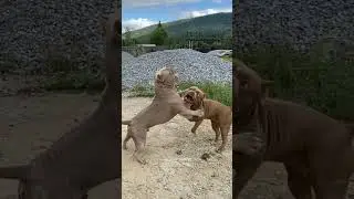 Драка Питбулей, PIT BULL, American Bully💪😎