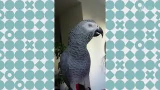 Talking parrot Jaco Bender Gromov on the show 