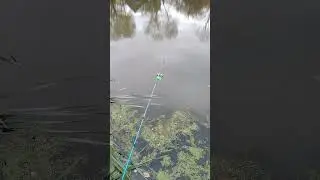 Обожаю этот звук🎣