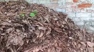 Snake and frog dangerous fight 😳😳😳😳