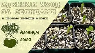 Адениум дома: уход за сеянцами в первые недели жизни.
